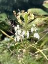 wild spider flower in nature garden