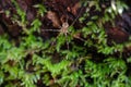 wild spider in its forest habitat