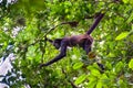 Wild Spider Monkey hanging by its tail