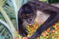 A wild spider monkey male eating betel nuts on a betel palm tree. Closeup.