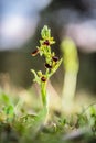 Wild Spider Orchid Royalty Free Stock Photo