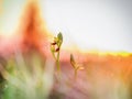 Wild Spider Orchid Royalty Free Stock Photo