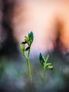 Wild Spider Orchid Royalty Free Stock Photo