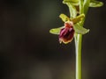 Wild Spider Orchid Royalty Free Stock Photo