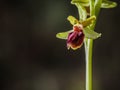Wild Spider Orchid