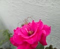 Wild spider sitting in the petals of beautiful pink flowers blooming in plant in garden, nature and wild life photography Royalty Free Stock Photo