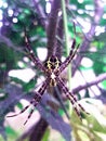 Wild spider wildnature