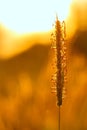 Wild spikelet on a blurred background of sunlight, detailed macro photography of a nature
