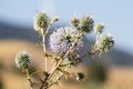 Wild spiky plant. Cyprus.