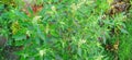 Wild spinach or goosefoot bathua saag Royalty Free Stock Photo