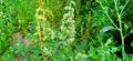 Wild spinach or goosefoot bathua stock photo