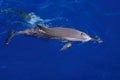 Wild Spinner dolphin close up Royalty Free Stock Photo