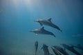 Pod of wild dolphins underwater Royalty Free Stock Photo