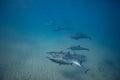 Pod of wild dolphins underwater Royalty Free Stock Photo