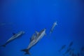 Pod of wild dolphins underwater Royalty Free Stock Photo