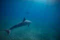 Two dolphins underwater in blue Royalty Free Stock Photo