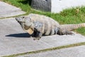 Wild Spiny-tailed iguana, Black iguana, or Black ctenosaur. Riviera Maya, Mexico. Royalty Free Stock Photo