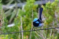 Wild splendid fairy wren