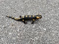 Wild Spotted Baby Salamander