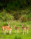 wild spotted deer or chital or axis deer family or herd or group alert curious face expression in natural scenic green background