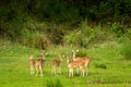 wild spotted deer or chital or axis deer family or herd or group alert curious face expression in natural scenic green background