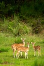 wild spotted deer or chital or axis deer family side profile in herd or group with curious face expression in natural scenic green Royalty Free Stock Photo