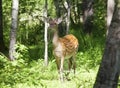 Wild spotted deer in the forest