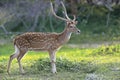 Wild Spotted deer