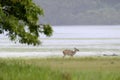 Wild Spotted deer