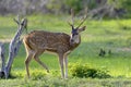 Wild Spotted deer