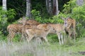 Wild Spotted deer