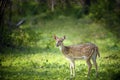 Wild Spotted deer