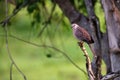 Spotted Dove or Streptopelia chinensis