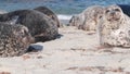 Wild spotted fur seal rookery, pacific harbor sea lion resting, California beach Royalty Free Stock Photo