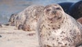 Wild spotted fur seal rookery, pacific harbor sea lion resting, California beach Royalty Free Stock Photo