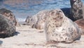 Wild spotted fur seal rookery, pacific harbor sea lion resting, California beach Royalty Free Stock Photo