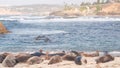 Wild spotted fur seal rookery, pacific harbor sea lion resting, California beach Royalty Free Stock Photo