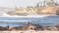 Wild spotted fur seal rookery, pacific harbor sea lion resting, California beach Royalty Free Stock Photo