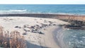 Wild spotted fur seal rookery, pacific harbor sea lion resting, California beach Royalty Free Stock Photo