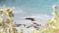 Wild spotted fur seal rookery, pacific harbor sea lion resting, California beach Royalty Free Stock Photo