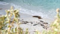 Wild spotted fur seal rookery, pacific harbor sea lion resting, California beach Royalty Free Stock Photo