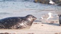 Wild spotted fur seal rookery, pacific harbor sea lion resting, California beach Royalty Free Stock Photo