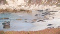 Wild spotted fur seal rookery, pacific harbor sea lion resting, California beach Royalty Free Stock Photo