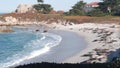 Wild spotted fur seal rookery, pacific harbor sea lion resting, California beach Royalty Free Stock Photo