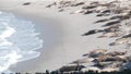 Wild spotted fur seal rookery, pacific harbor sea lion resting, California beach Royalty Free Stock Photo