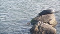 Wild spotted fur seal sleep on rock, pacific harbor sea lion resting. California Royalty Free Stock Photo