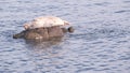 Wild spotted fur seal sleep on rock, pacific harbor sea lion resting. California Royalty Free Stock Photo