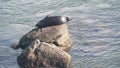 Wild spotted fur seal sleep on rock, pacific harbor sea lion resting. California Royalty Free Stock Photo