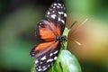 Wild Spotted Tiger Longwing Butterfly in Belize Royalty Free Stock Photo