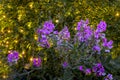 Wild sprawling pink vetch Vicia in a garden. Royalty Free Stock Photo